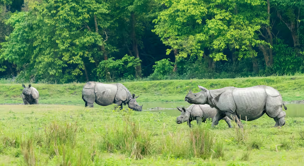 2 Nights 3 Days ,ASSAM MEGHALAYA TOURS (KAZIRANGA NATIONAL PARK)