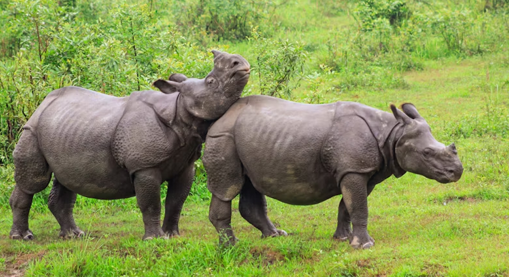 3 Nights / 4 Days – Kaziranga & Nameri Tour