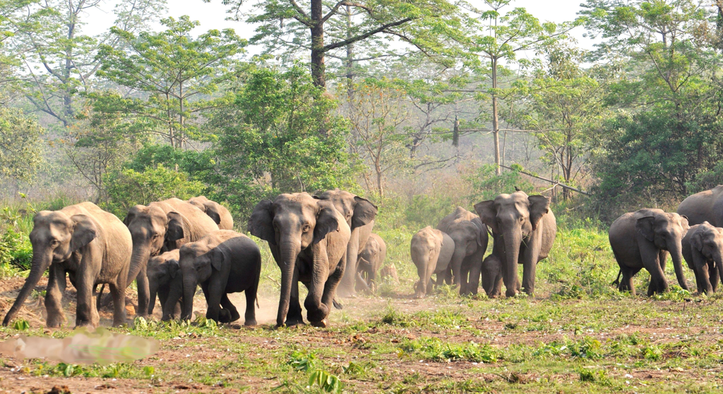 5 Nights / 6 Days – Wildlife Tour: Kaziranga, Nameri & Manas