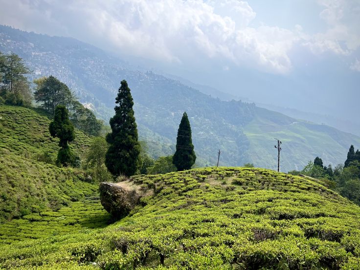 7 Nights / 8 Days Tour Darjeeling