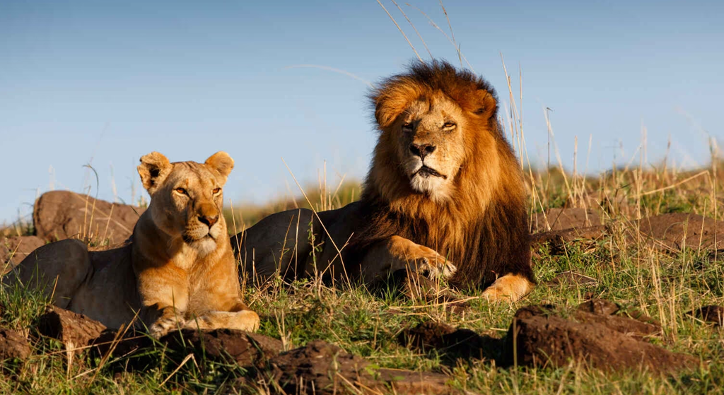 CALL OF THE WILD – KENYA