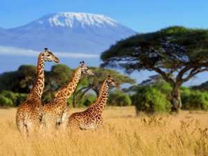 CALL OF THE WILD – KENYA