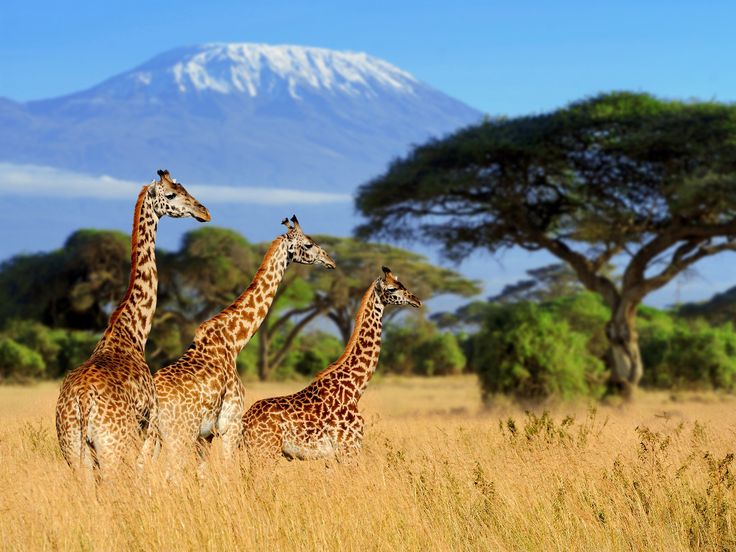 CALL OF THE WILD – KENYA